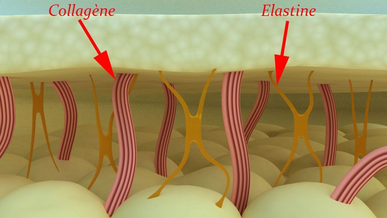 Collagène et élastine - protéines structurelles de la peau